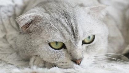 b体育下载_ 《英雄联盟》LCS春季赛战队对抗，TSM与C9的精彩较量，t1战队2021春季lck比赛视频