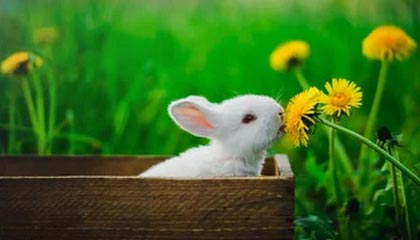 b体育下载_ 《英雄联盟》战队在战术执行中的灵活性与应变能力，lol游戏战队