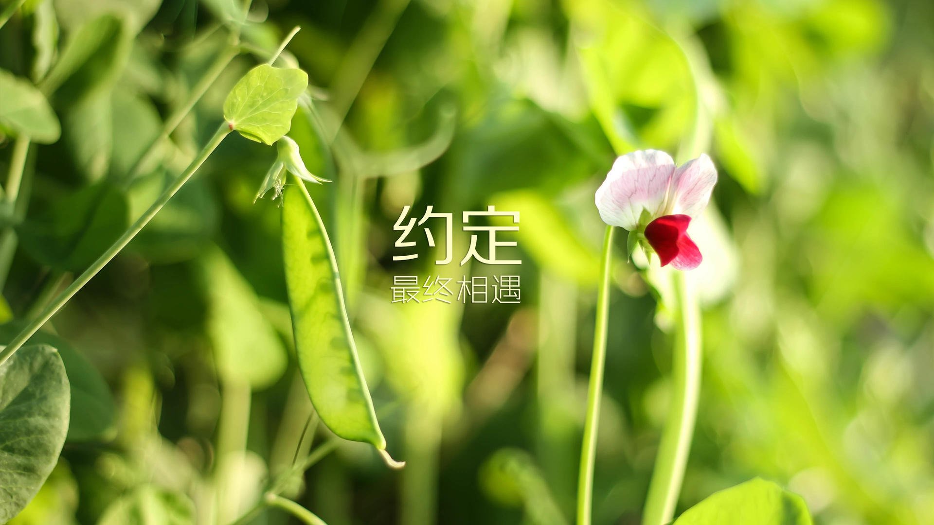 传统武术比赛，古老技艺的新生力量，2020年传统武术比赛有哪些