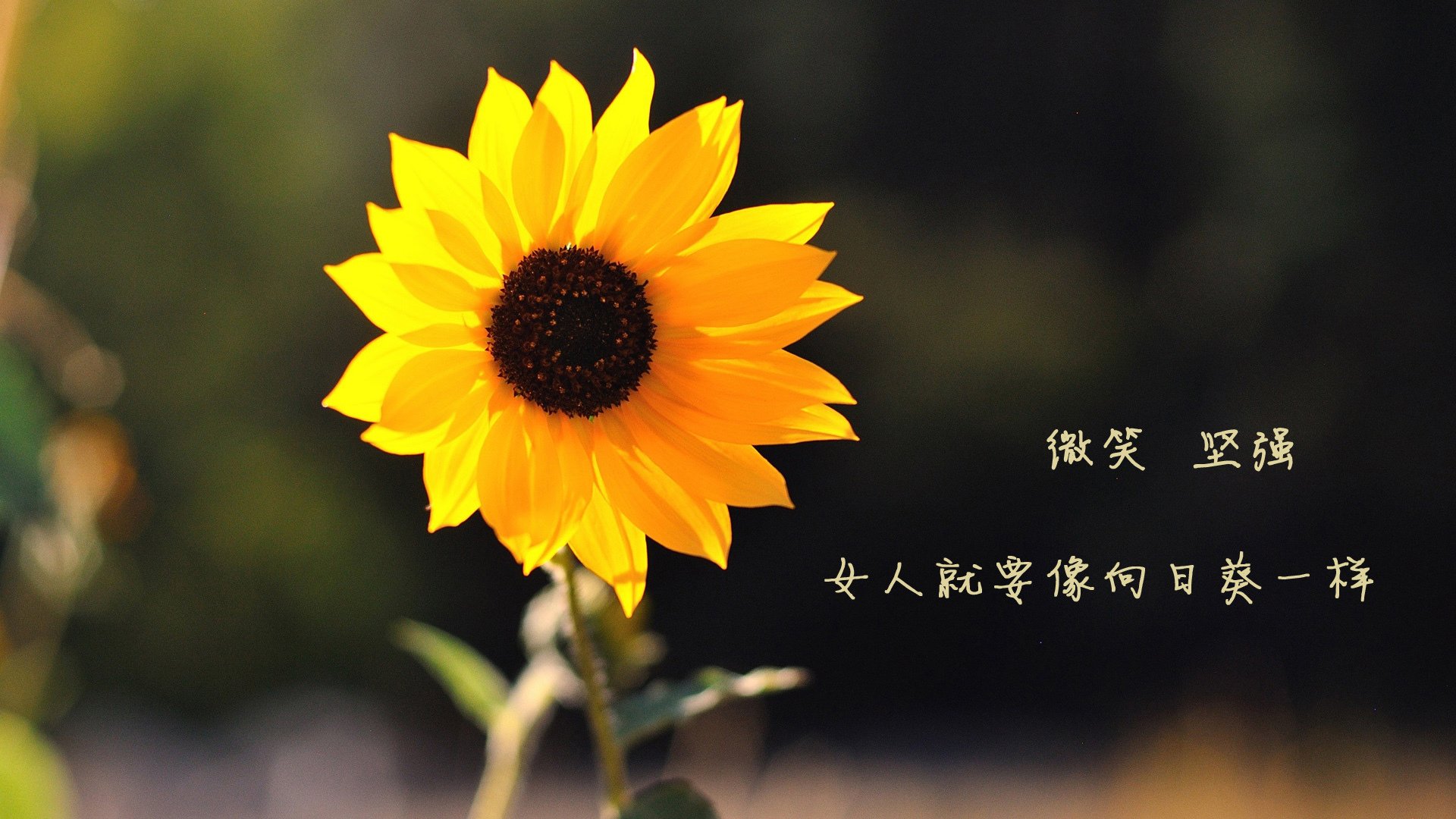 “六人制袋棍球：观众现场感受速度与力量的完美融合”
