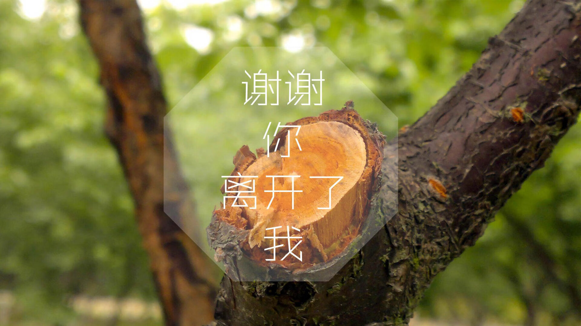 山西龙狮面对强敌展现高昂斗志力拼到底，山西龙虱子图片