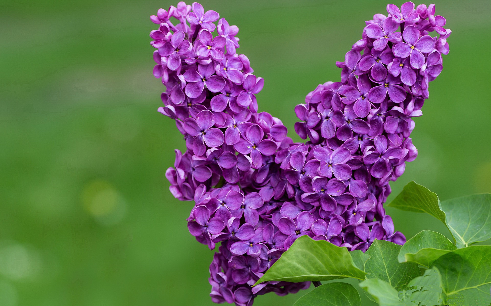 该项目体能分配策略科学有效，体育项目的体能要求研究综述