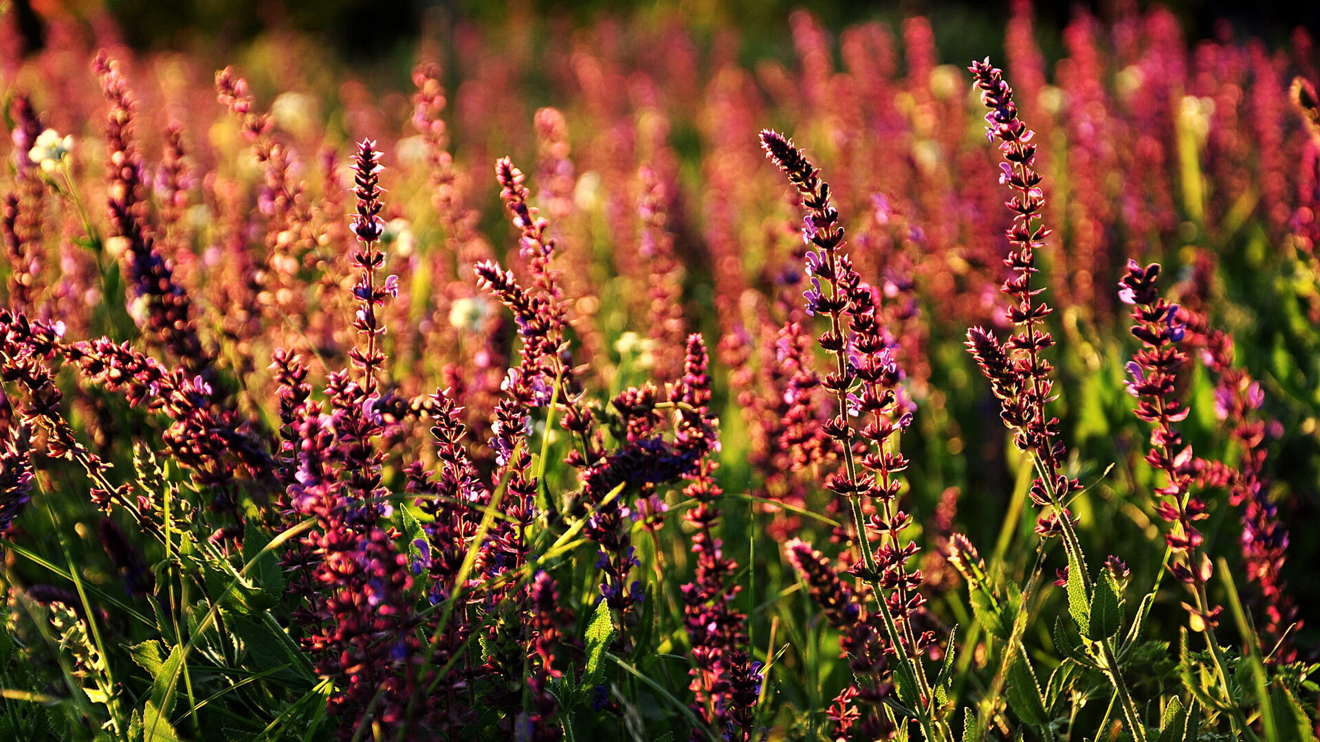 凯莉·麦基翁200米仰泳表现刷新赛会纪录，凯丽麦吉翁