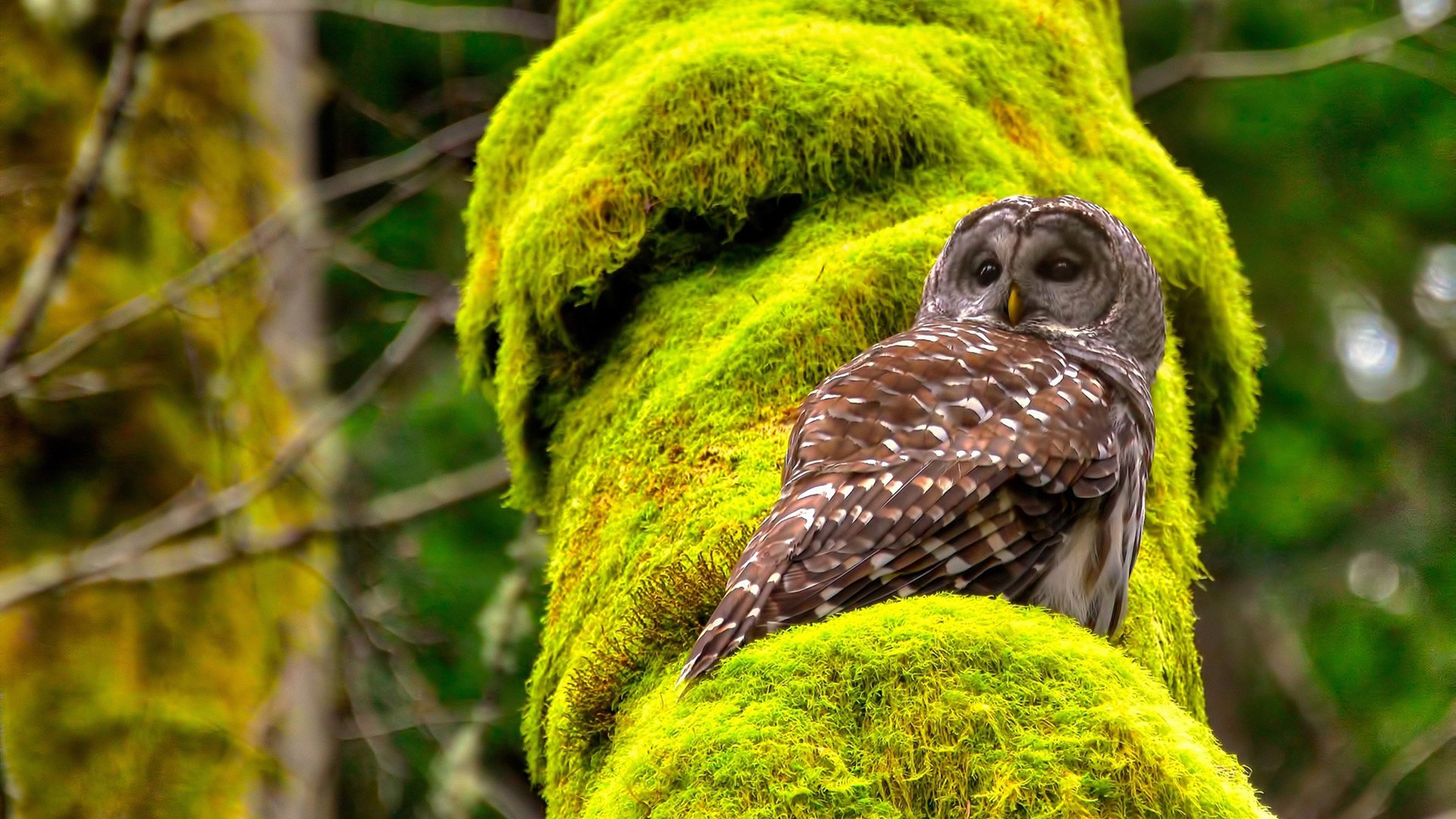国家队引进新战术系统多角度提升整体进攻效率，进军国家队