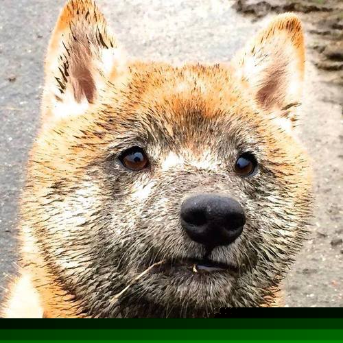 火箭发布纪念款球衣纪念退役球星，火箭球衣变迁史