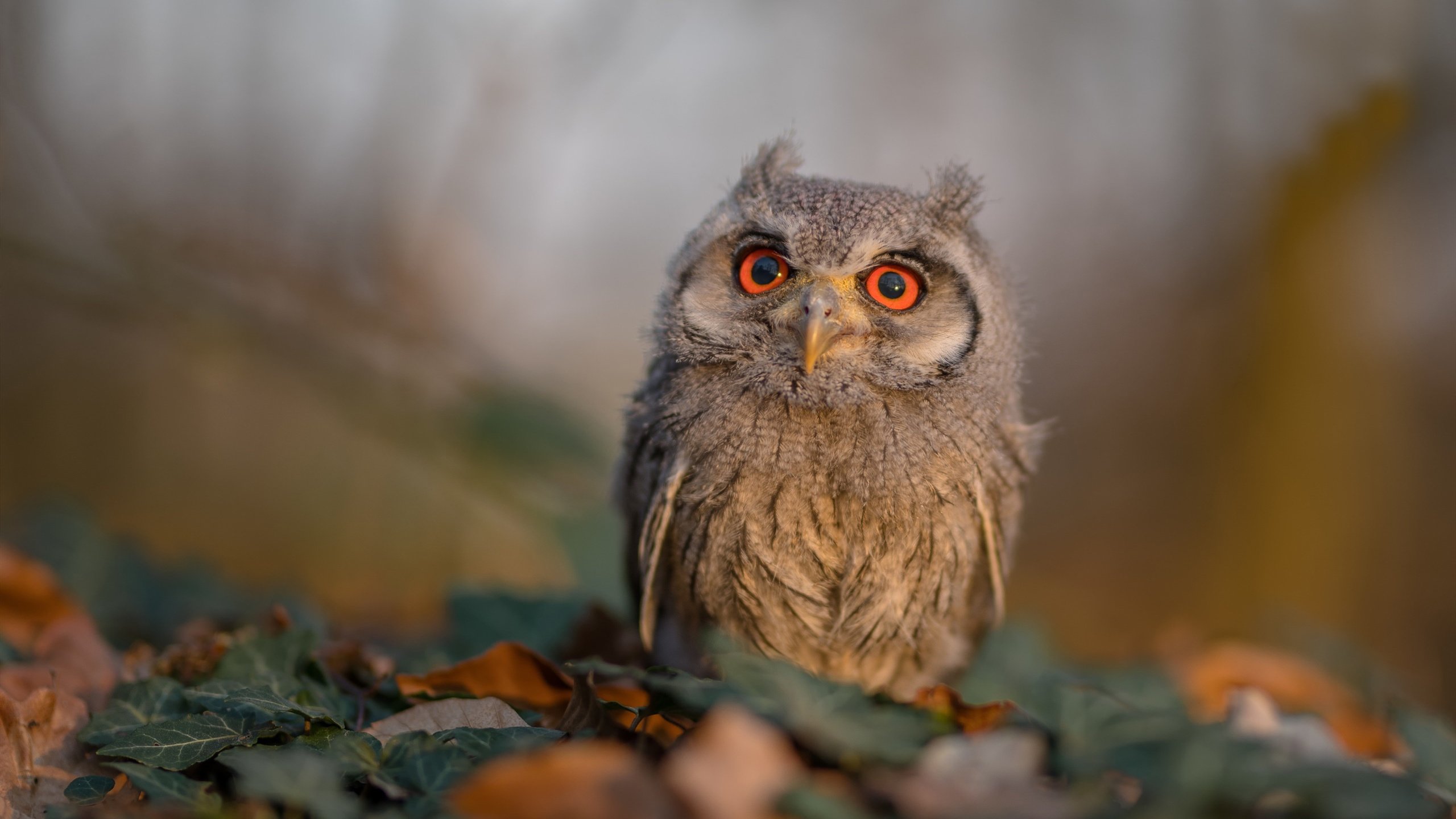 联赛宣布引入球员相互尊重守则，赛场文明提倡加强，球队联赛