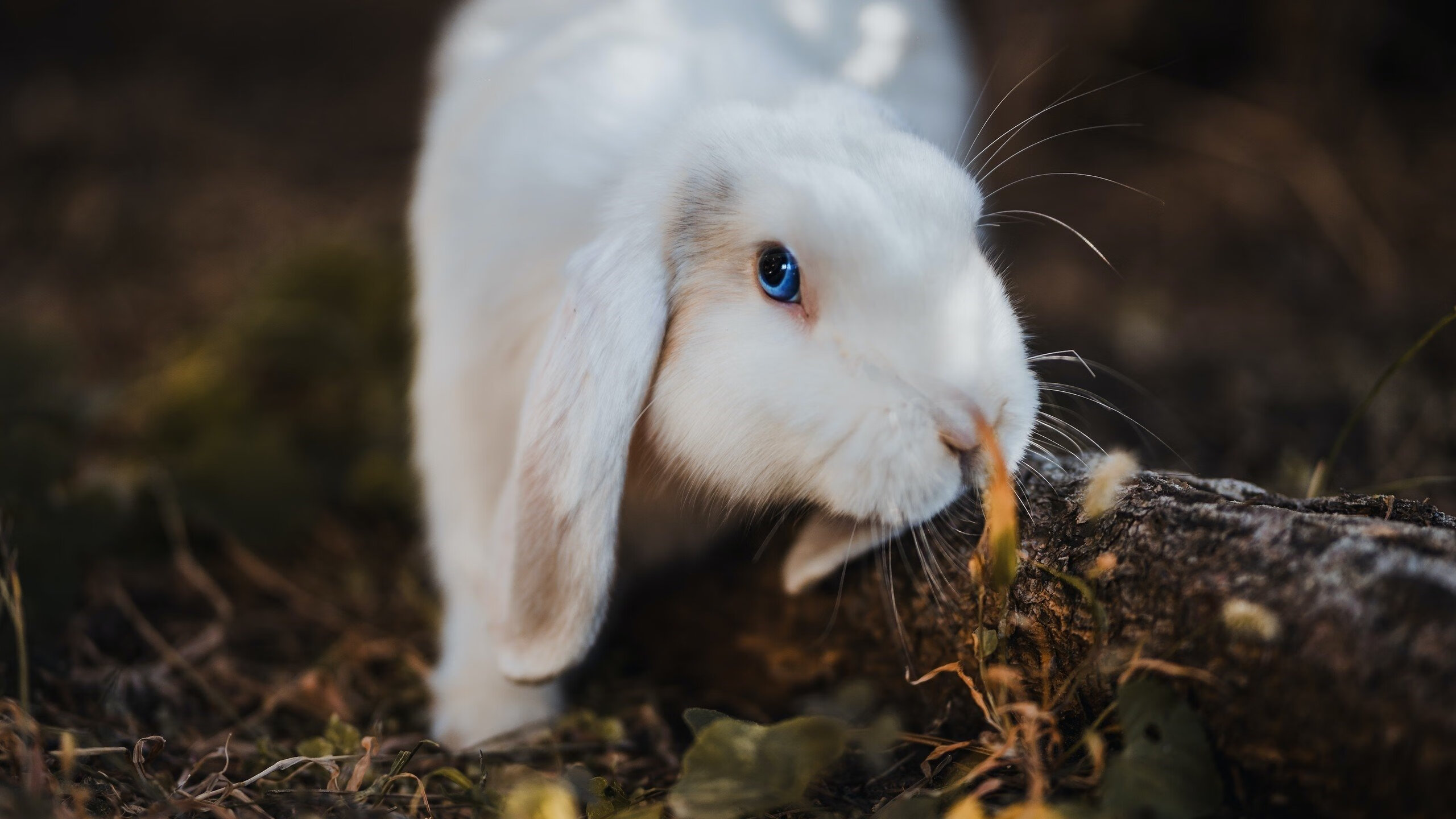 美洲杯逆境中的英雄：神勇救场成经典，美洲杯精彩