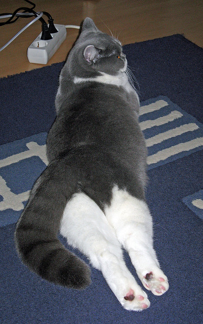 赛尔·阿尔斯塔的防守风采，确保南非队无往不利，阿尔赛斯战役